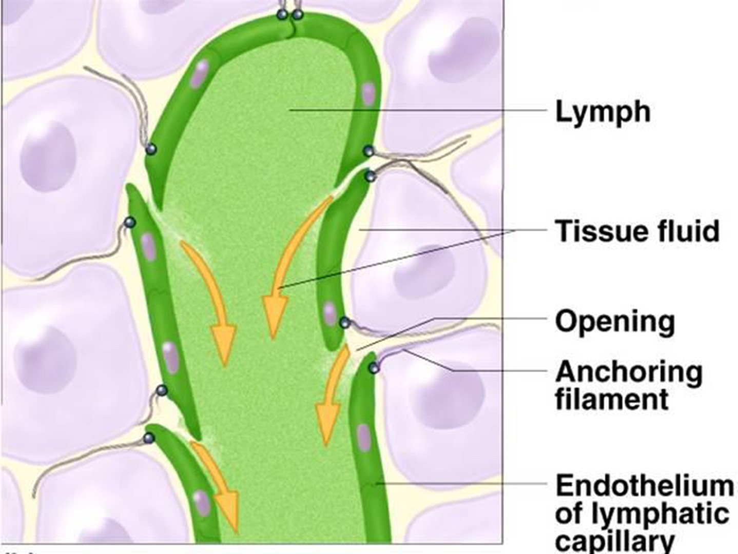 Lymphatics 1.jpg